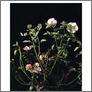[thumbnail of Sarah Jones, Still Life, photo (2008)]
