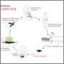 [thumbnail of The original Food Loop cycle]