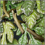 [thumbnail of Fig Leaf detail (iron,bronze,enamel,glass,silk)]