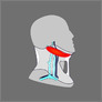 [thumbnail of Anatomy of neck and how collars are used 2]