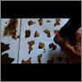 [thumbnail of London Plane Fold]