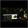 [thumbnail of London Plane Fold]
