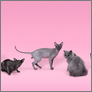 [thumbnail of Cat Fancy Club]