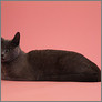 [thumbnail of Phoebe]